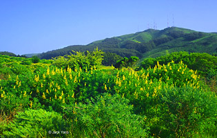San Bruno Mountain